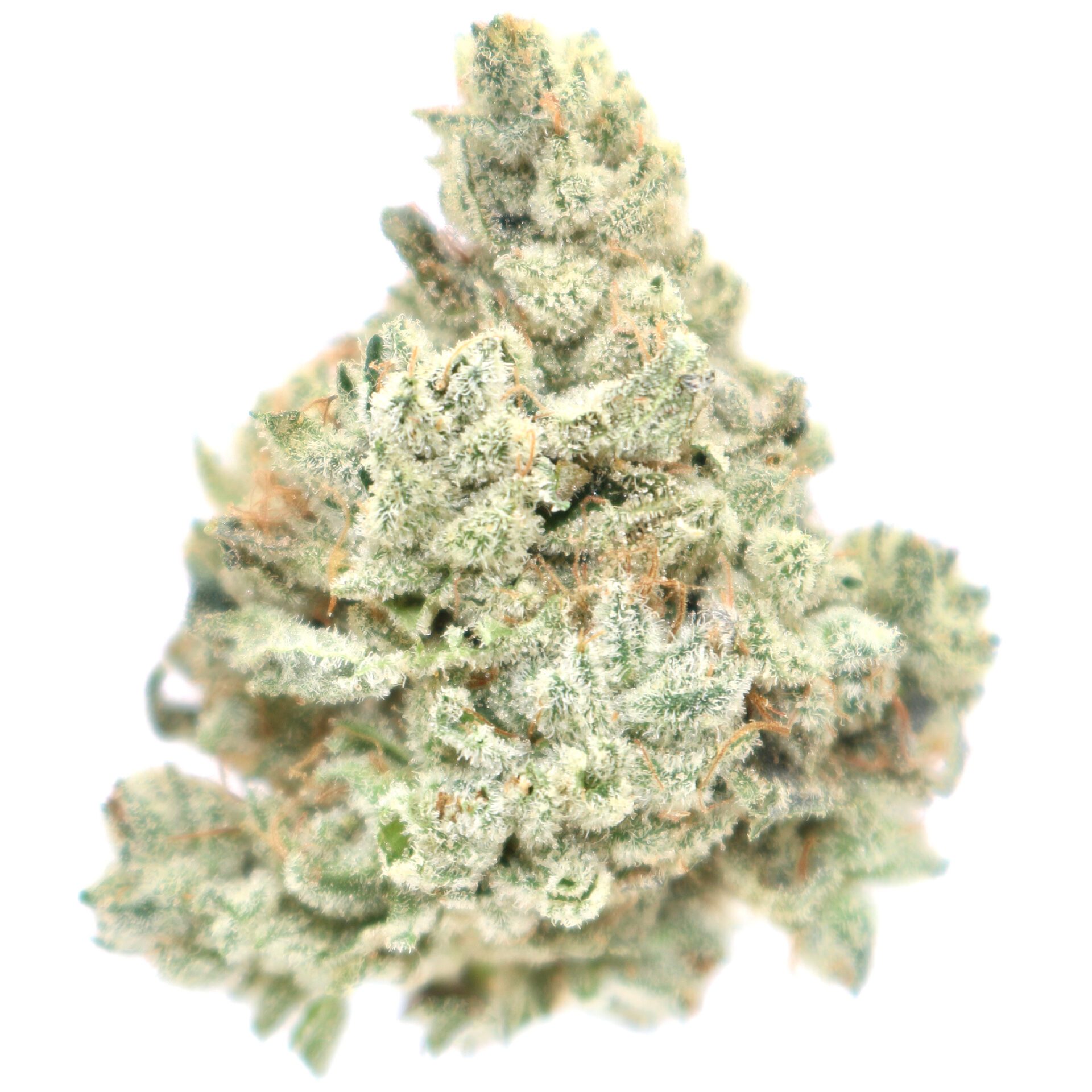 Grease Monkey The Delivery Co.