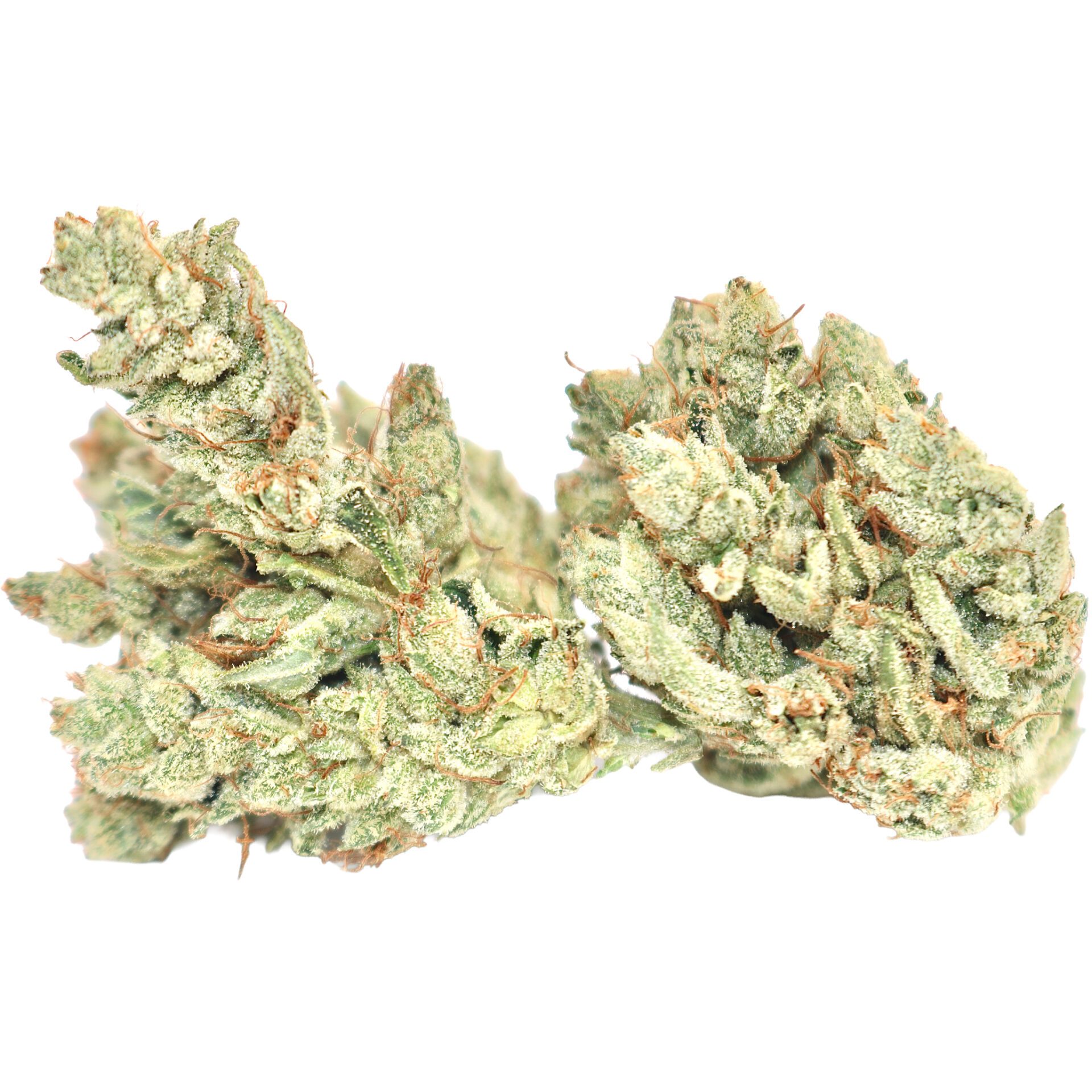 White-Gorilla-2