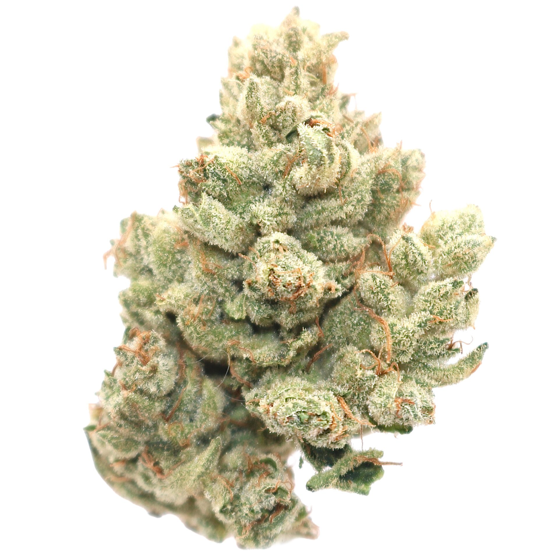 White-Gorilla