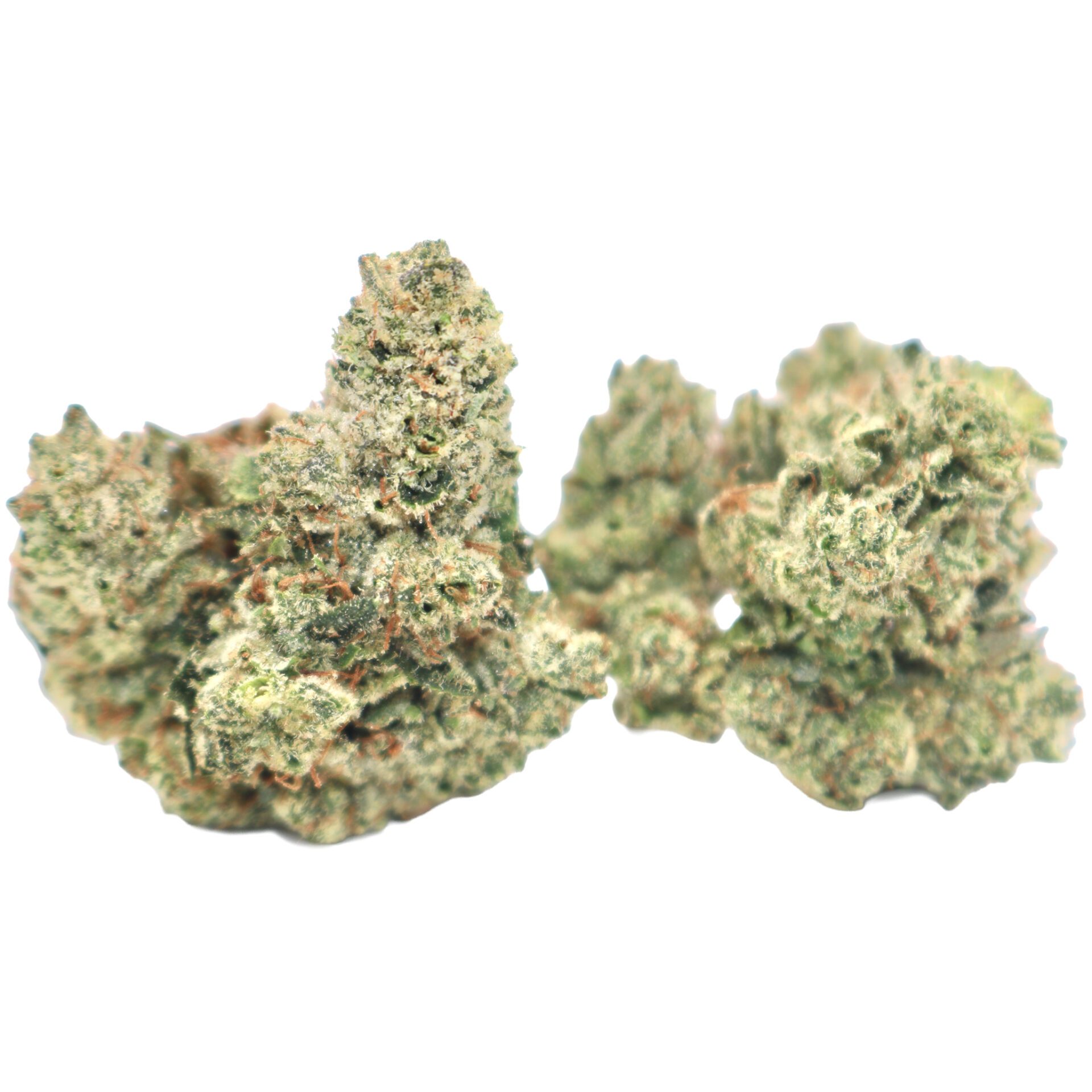 Purple-Gorilla-2