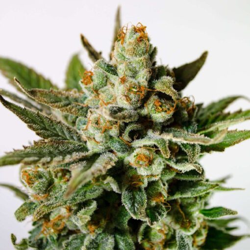 Cannabis